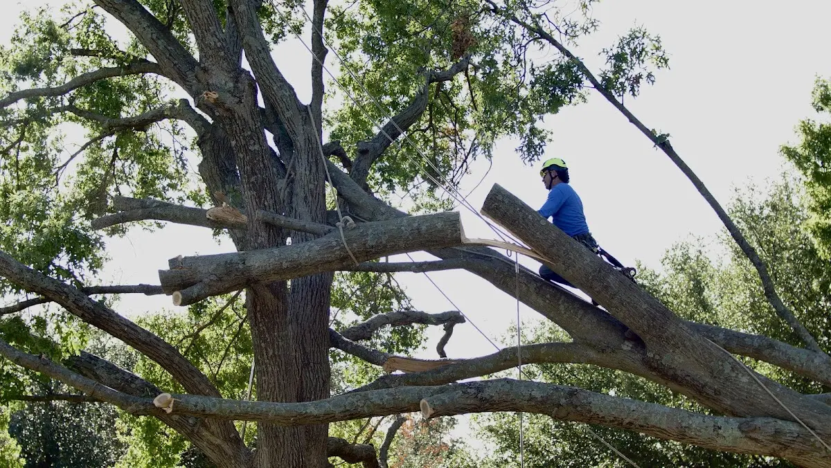 Professional Crown Thinning performed by certified arborists in Lugoff